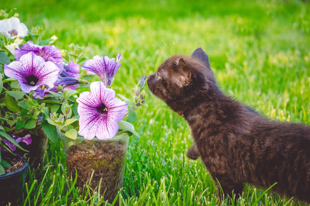 Kleine schwarze Kätzchen und leuchtende Petunienblüten im Frühlingsgarten - Foto, Bild