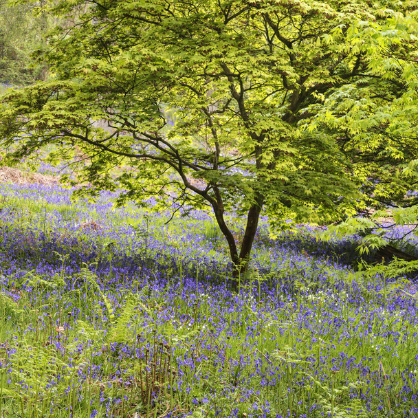 Stunning vibrant landscape image of blubell woods in English cou - Photo, Image