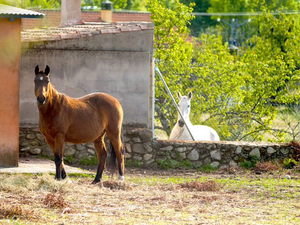 Ruskea hevonen ja valkoinen hevonen maatilalla maaseudulla keväällä
 - Valokuva, kuva