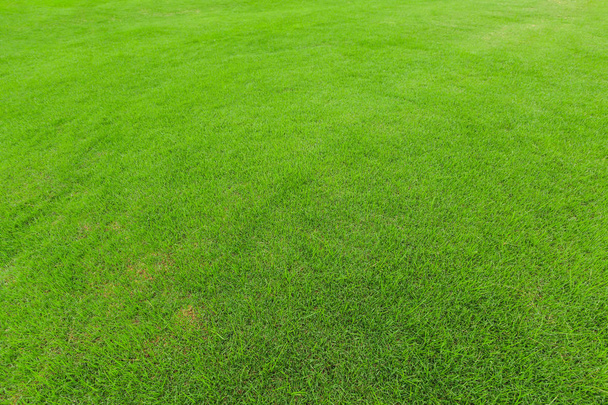 zelené trávě textura  - Fotografie, Obrázek