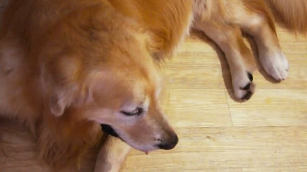 Perro perdiguero de oro - Metraje, vídeo