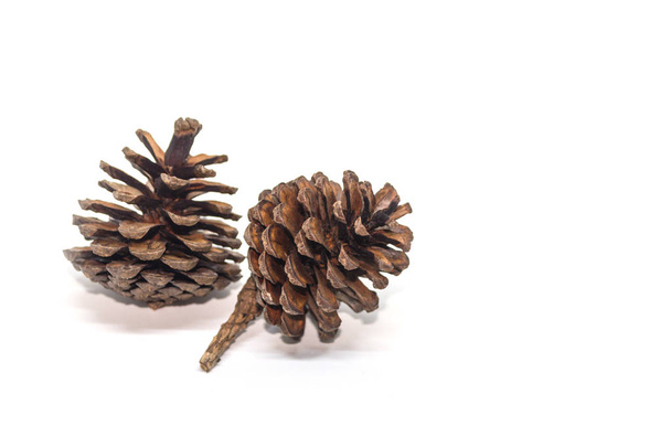 two pine cones isolated on white background - Photo, Image