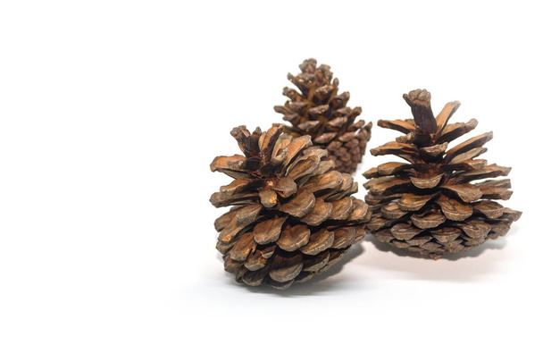 Tres conos de pino aislados sobre fondo blanco
 - Foto, imagen