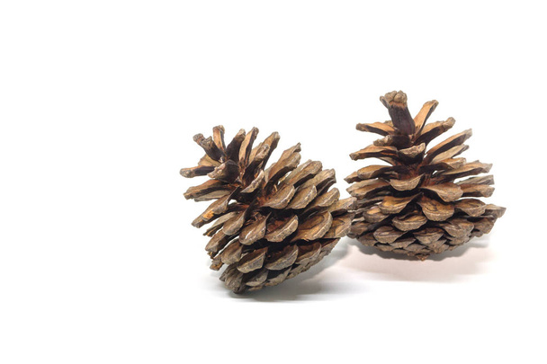cones de pinheiro isolados sobre fundo branco - Foto, Imagem