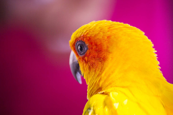 closeup head of Sun Conure, the beautiful yellow and orange parrot bird with nice feathers  - Photo, Image