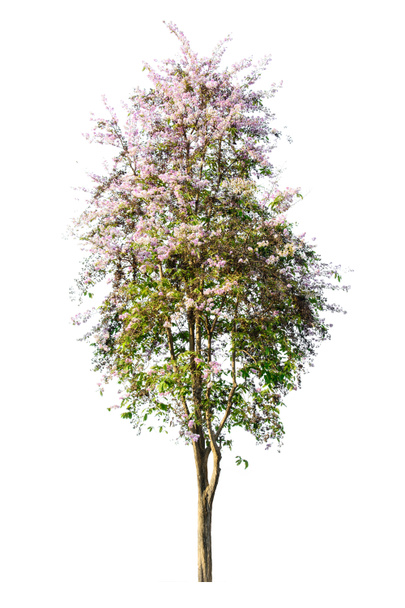 Strom (Lagerstroemia speciosa) izolované na bílém pozadí - Fotografie, Obrázek