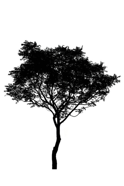 silueta de árbol aislado sobre fondo blanco  - Foto, imagen