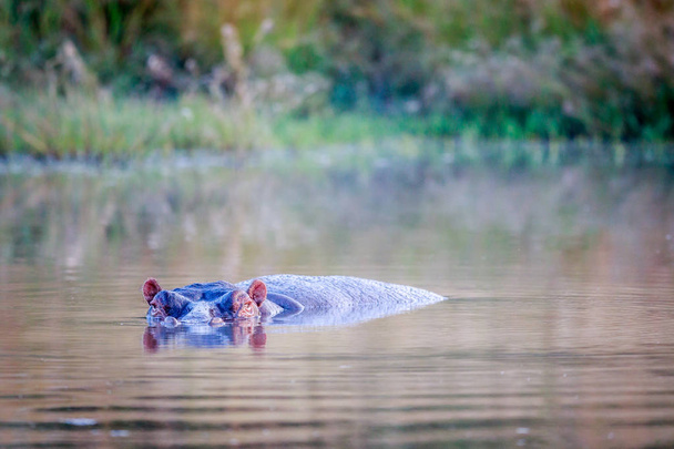 Hipopotam w kałuży wody. - Zdjęcie, obraz