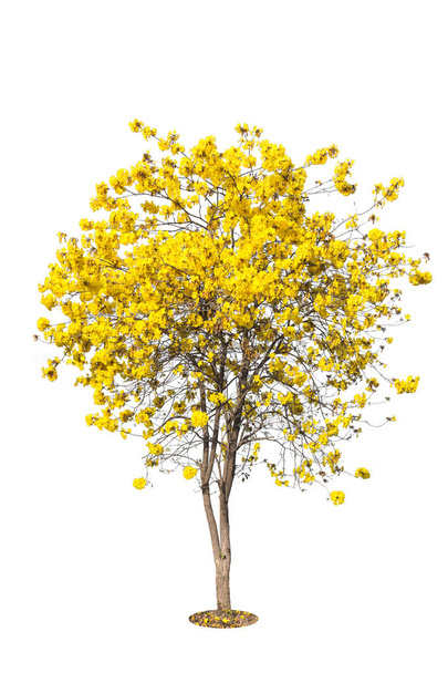 golden tree, yellow flowers tree, tabebuia isolated  - Photo, Image