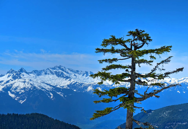 Yksinäinen puu ja lumihuippuiset vuoret
. - Valokuva, kuva