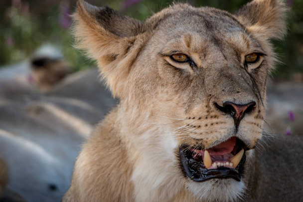 Profil latéral d'un lion vedette
. - Photo, image