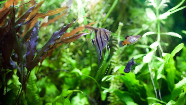 Vitorláshal trópusi akvárium - Fotó, kép