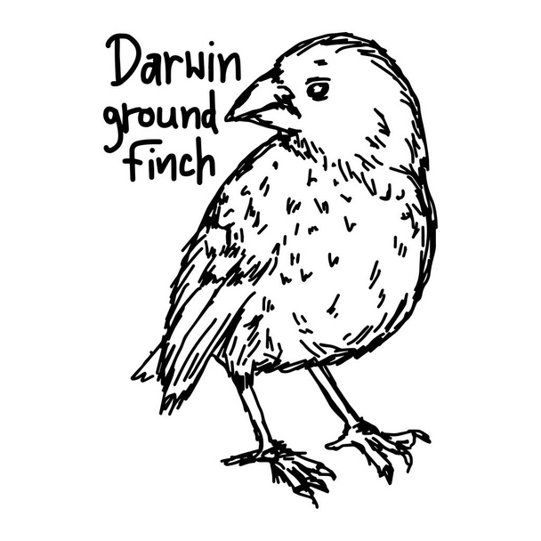 ο Δαρβίνος έδαφος finch - διανυσματικά εικονογράφηση σκίτσο χέρι με μαύρες γραμμές, απομονώνονται σε λευκό φόντο - Διάνυσμα, εικόνα