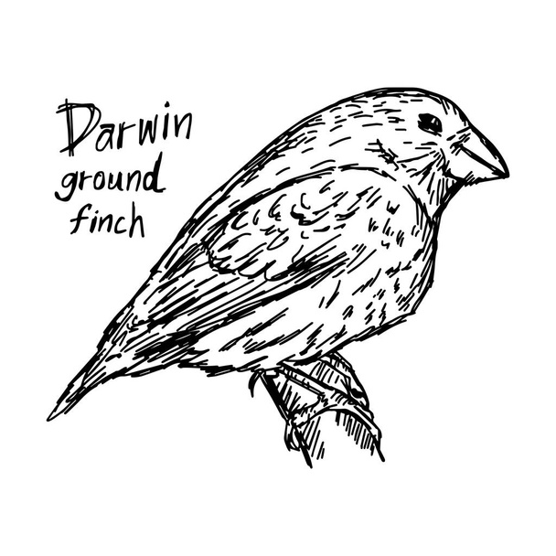 ο Δαρβίνος έδαφος finch για το δέντρο - εικονογράφηση διάνυσμα σκίτσο χέρι με μαύρες γραμμές, απομονώνονται σε λευκό φόντο - Διάνυσμα, εικόνα