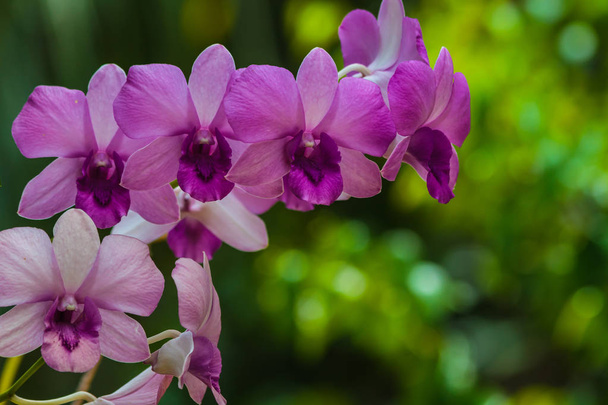 Krásná orchidej kytice na kvetou nádherně. - Fotografie, Obrázek