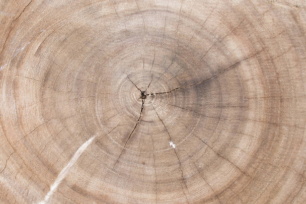 background texture surface splat wooden of tree - Photo, Image
