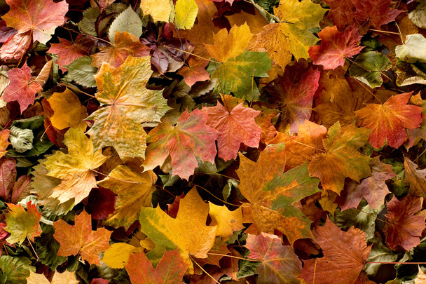 Colorful background of autumn leaves - Фото, изображение
