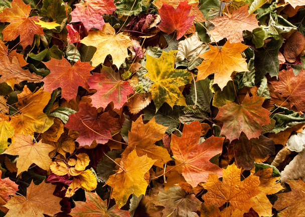 Barevné pozadí podzimních listů - Fotografie, Obrázek