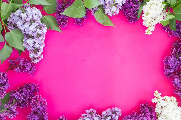 Lilac on pink background - Foto, imagen