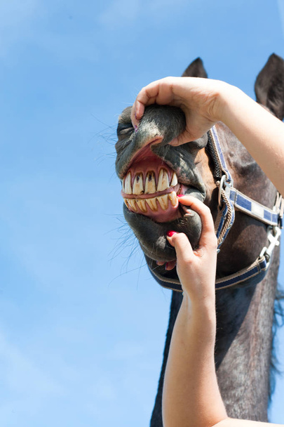 Inspeccionando dientes de caballo y salud. Imagen multicolor al aire libre
. - Foto, imagen