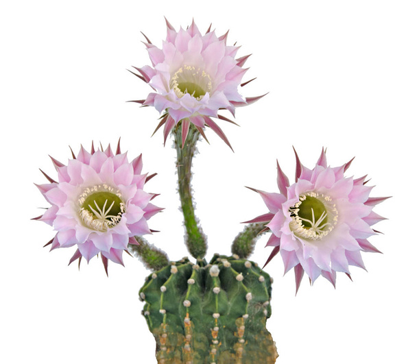 Пасхальний кактус з квітами
 - Фото, зображення