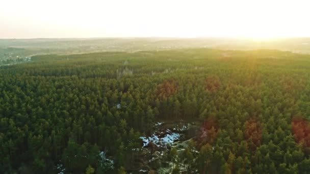 green forest in sunset - Materiaali, video