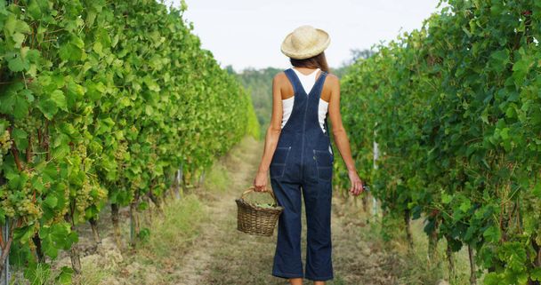 girl in September to harvest vineyards , collects the selected grape bunches in Italy for the great harvest. biological concept id , organic food and fine wine handmade - Foto, imagen