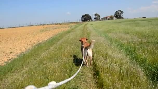 POV köpek getiriyor sahibi yürür - Video, Çekim