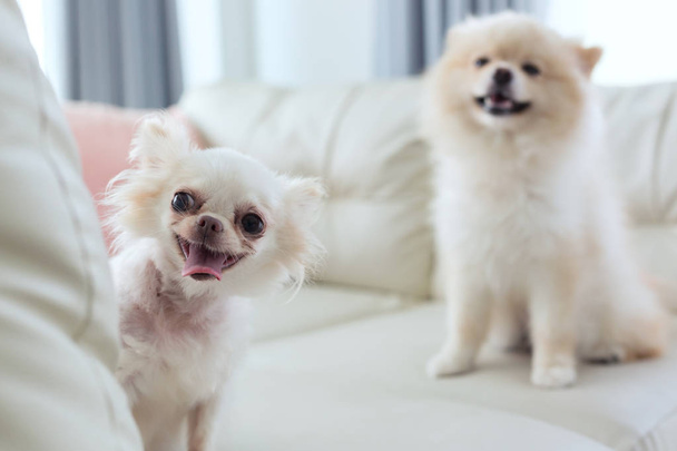 Chihuahua és a Pomerániai kutya aranyos kisállat boldog mosoly - Fotó, kép