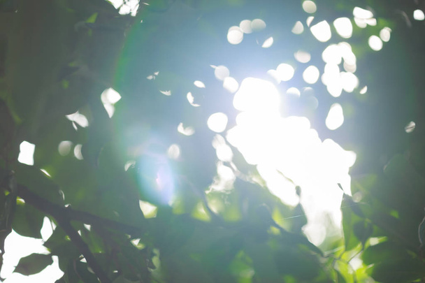sun light through tree in summer nature, abstract blur green - Fotoğraf, Görsel