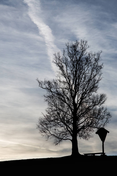 Salida del sol con árbol y silueta negra
 - Foto, imagen