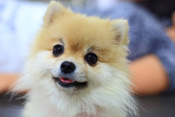 Pomeranian σκύλος χαριτωμένο χαμόγελο - Φωτογραφία, εικόνα