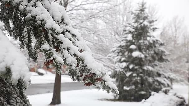 Vuren boom met veel kegels in een sneeuwstorm. Grijs en stormachtige winterdag - Video
