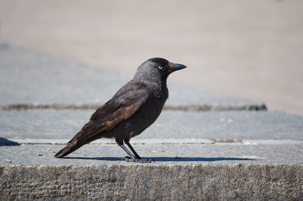Gray jackdaw in the city street. Birds - Photo, Image
