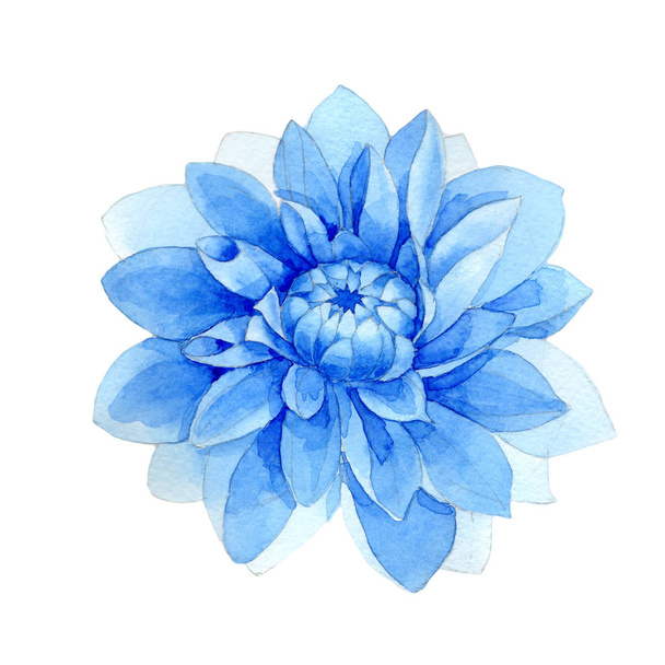Wildflower blue dahila flower in a watercolor style isolated. - Photo, Image