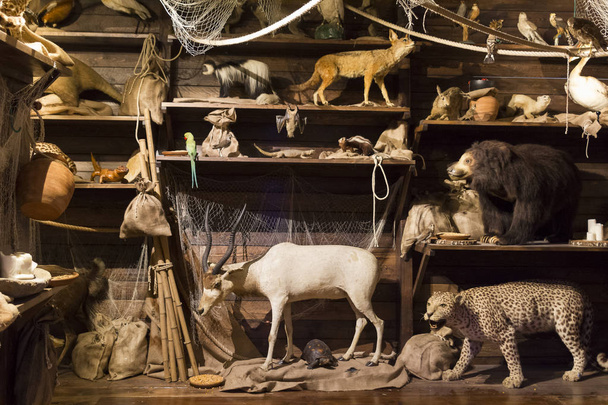 Noah's Ark wypychania zwierząt - Zdjęcie, obraz