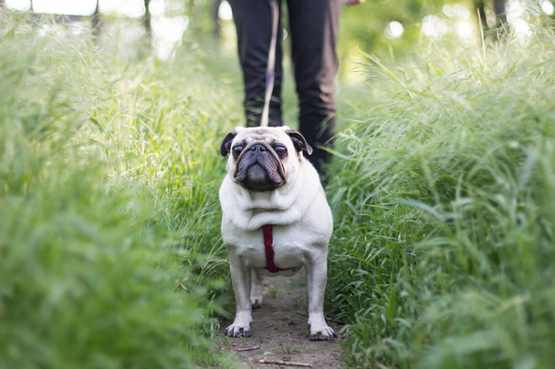Close up picture of pug walking in green grass , cute little dog in the park - Fotoğraf, Görsel