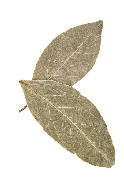 φύλλα δάφνης απομονωμένα σε λευκό φόντο - Φωτογραφία, εικόνα