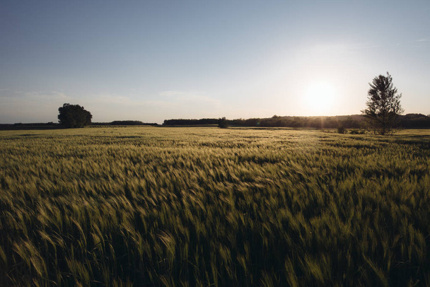 Puesta de sol sobre el campo agrícola
 - Foto, imagen