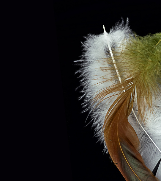 Feather of a bird on a black background - Photo, image