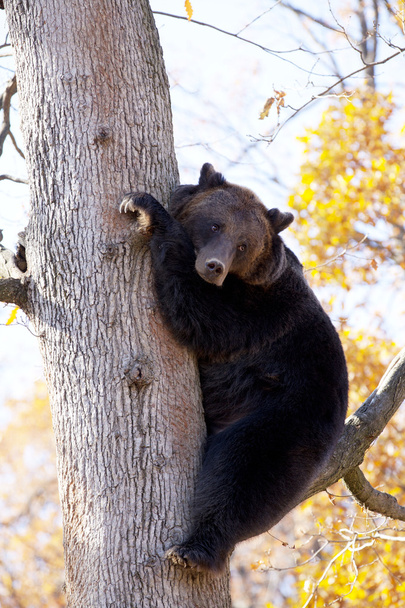 medvěd hnědý v stromu - Fotografie, Obrázek