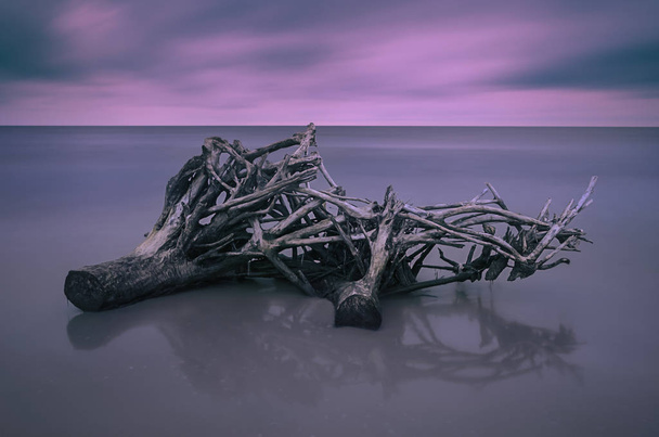 Dode boom op een strand tijdens zonsopgang met wazige zee op achtergrond. - Foto, afbeelding