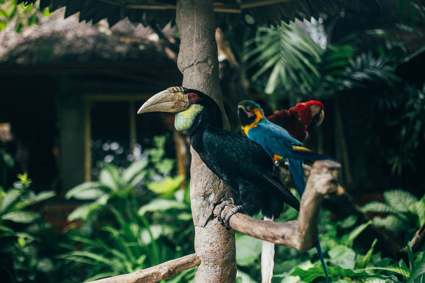 Tropical birds sitting on tree branches - Foto, Bild