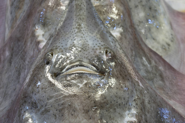 スティングレイ魚顔 - 写真・画像