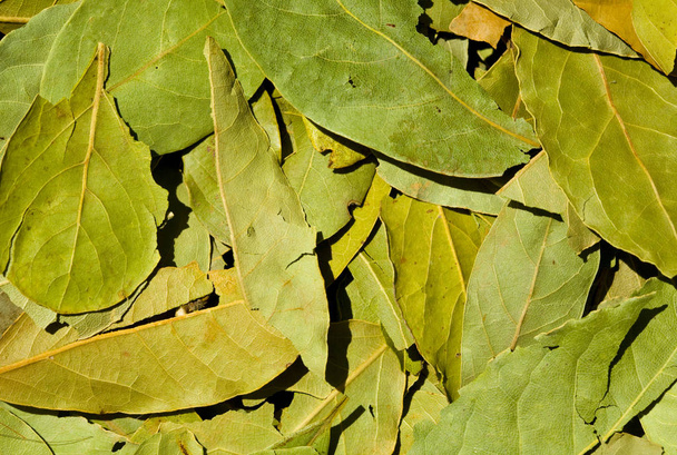 Green bobkový list - Fotografie, Obrázek
