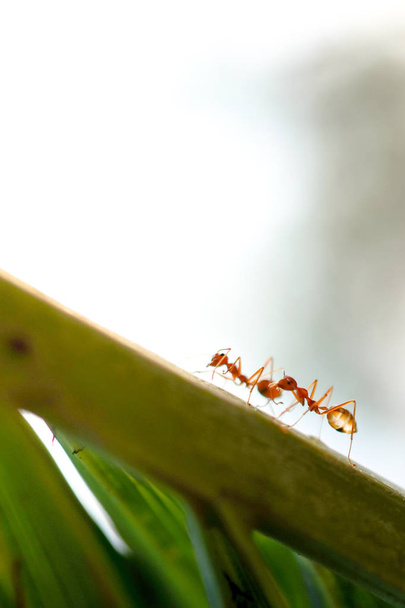 ant wildlife on leaf backgrpund - Photo, Image