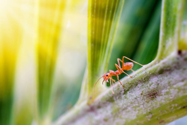 formica fauna selvatica sulla consistenza delle piante
  - Foto, immagini