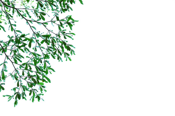 hojas de cerca aisladas sobre fondo blanco
 - Foto, Imagen