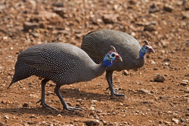 Duas aves da Guiné à procura de comida
 - Foto, Imagem