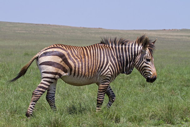 ohrožené mys horská zebra v zelené louky - Fotografie, Obrázek